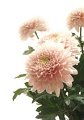 Chrysanthemum Sei Opera